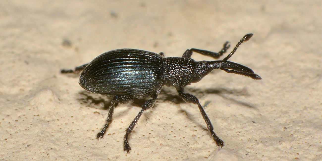 Apionidae: Ceratapion onopordi?  S !